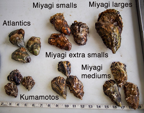 Oyster Chart